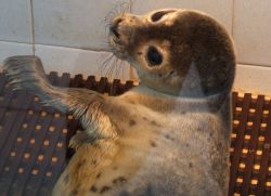 Baby Seal Natureland