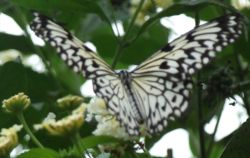 Butterfly Natureland