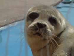 Cute Seal Natureland