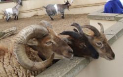 Goats Natureland Skegness