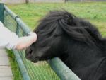 Hardy's Farm Black Pony