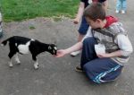 Hardy's Farm Feeding Goat