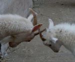 Hardy's Farm Goat Head Butting
