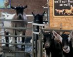 Hardy's Farm Goats