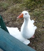 Hardy's Farm Goose