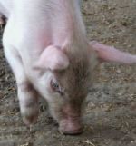 Skegness Hardy's Farm Piglet