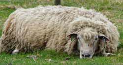 Hardy's Farm Sleeping Sheep