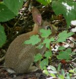 Hiding Rabbit