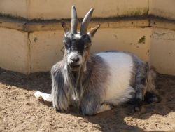 Mountain Goat Nature Land