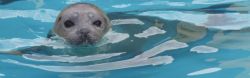 Peeking Seal Natureland