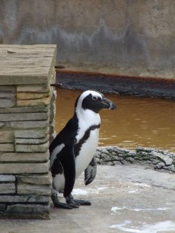 Penguin House Natureland