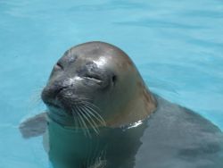 Sleepy Seal Natureland