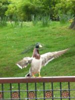 Tower Gardens Duck