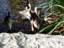 Tower Gardens Flying Duck