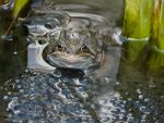 Tower Gardens Frog