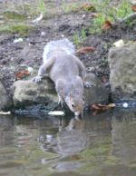 Tower Gardens Squirrel