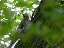 Vine Walk Squirrel