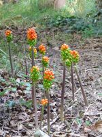 Vine Walk Wild Flowers